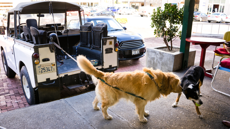 Illustration for article titled Tiny horses, Porsches, and dogs in Land Rovers: strange days in
Malibu